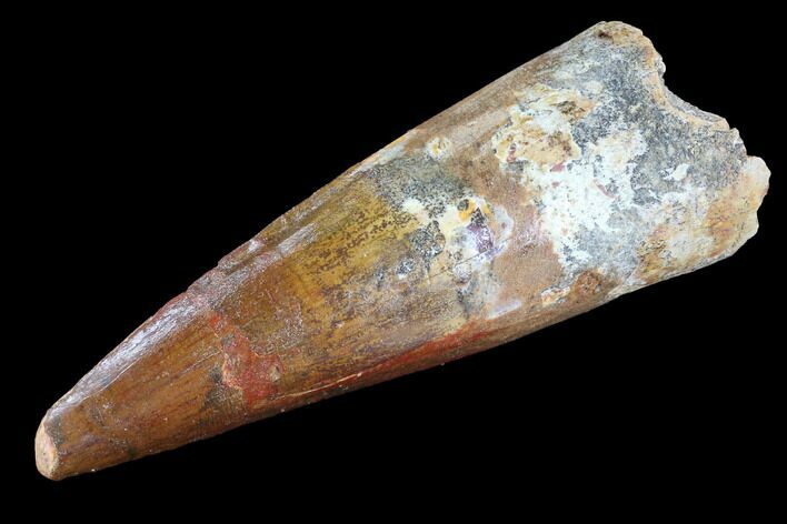 Bargain, Spinosaurus Tooth - Composite Tooth #89125